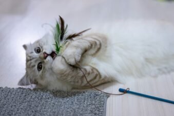 Best Interactive Cat Toys for Indoor Cats