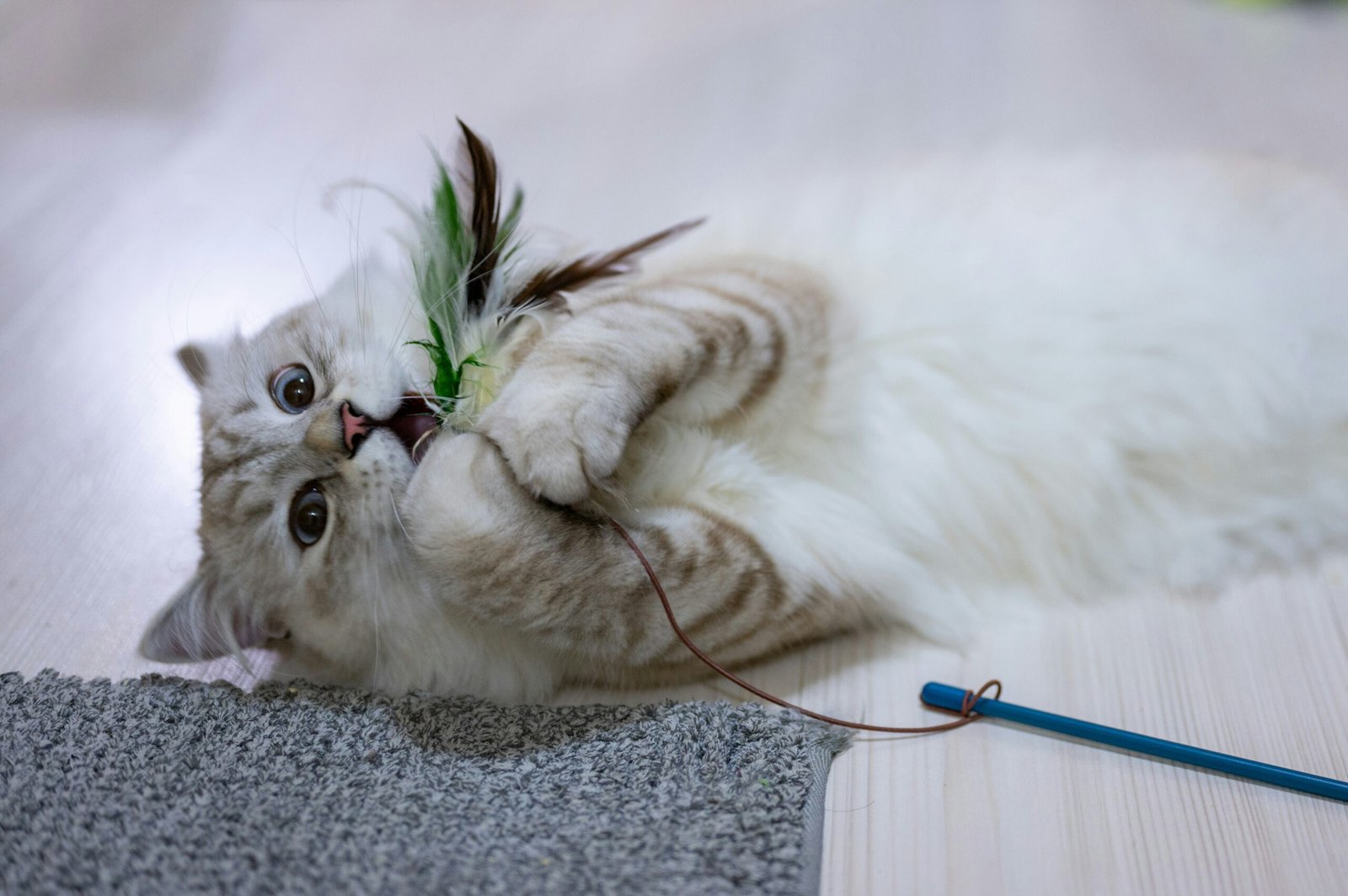 You are currently viewing Best Interactive Cat Toys for Indoor Cats