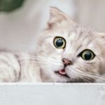 Signs of Stress in Cats: What to Look For and What to Do