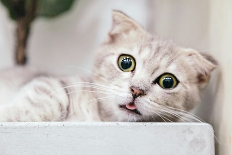 Signs of Stress in Cats: What to Look For and What to Do