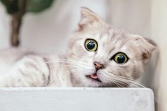 Signs of Stress in Cats: What to Look For and What to Do