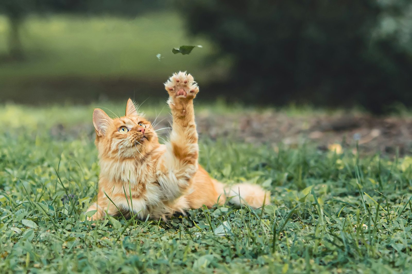 interactive cat toys
