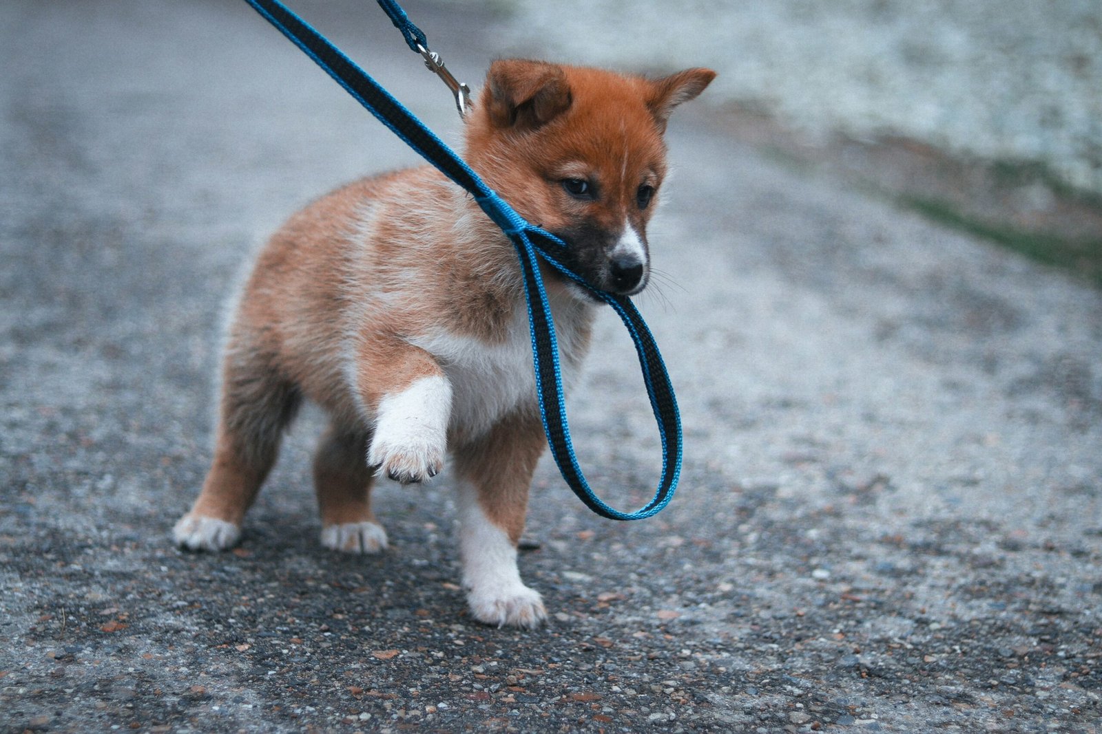 dog pulling on leash
