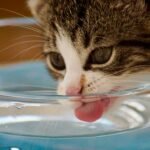 Cat Drinking More Water Than Usual: Causes and When to Worry