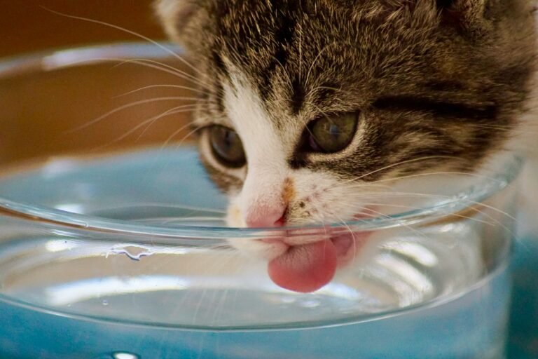 Cat Drinking More Water Than Usual: Causes and When to Worry