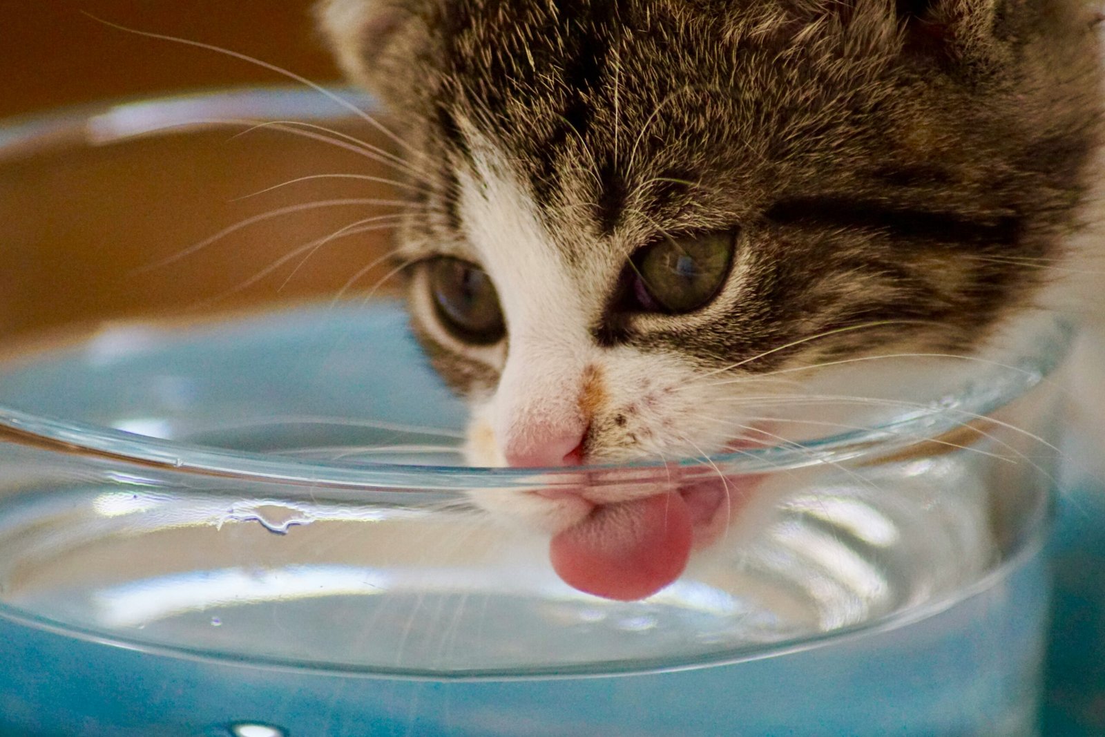 You are currently viewing Cat Drinking More Water Than Usual: Causes and When to Worry