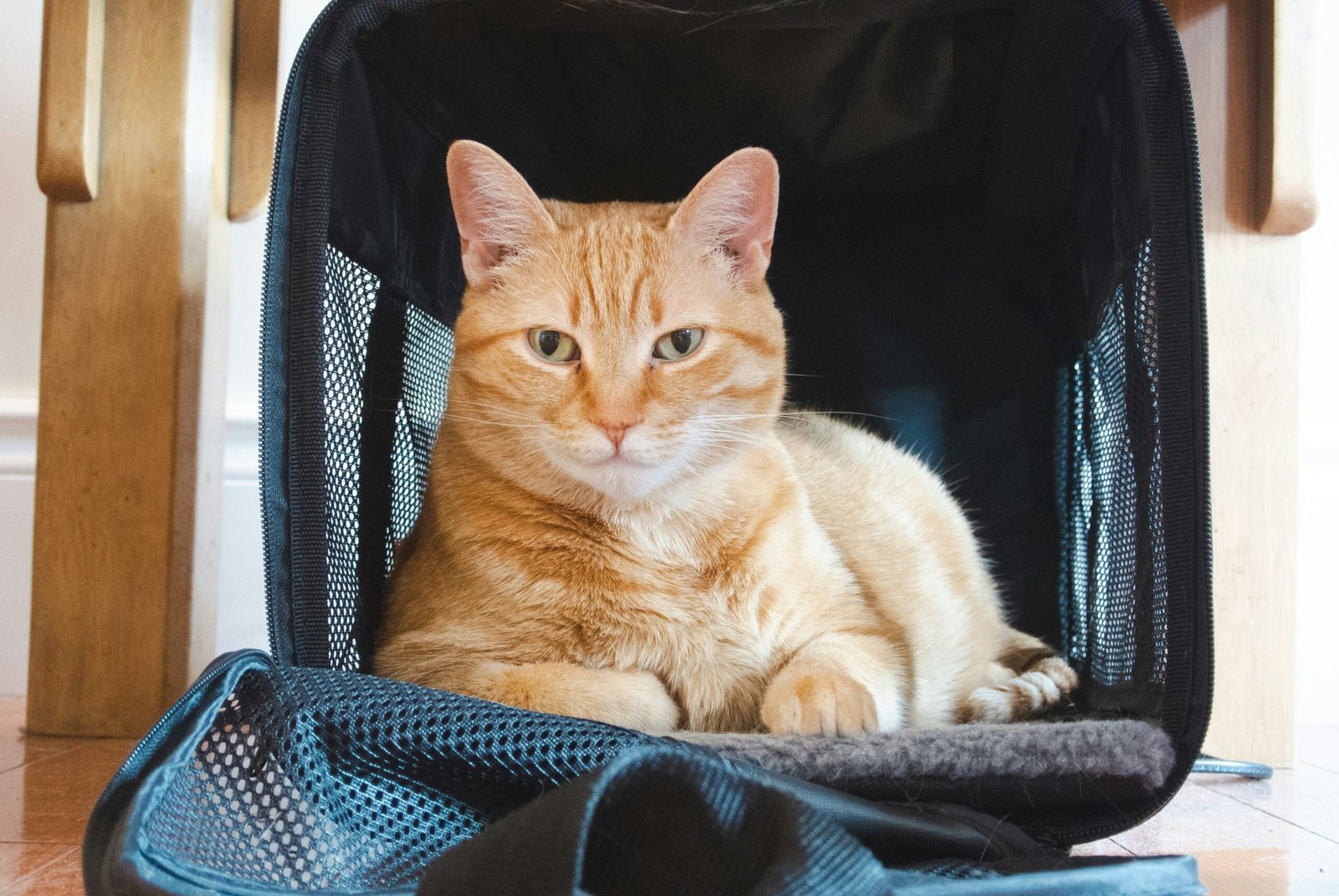 how to get your cat used to a cat carrier