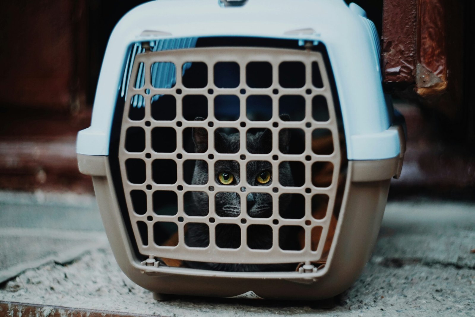 what to put in a cat carrier