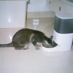 How Much to Feed a Cat Per Day: By Weight, Age and Food Type