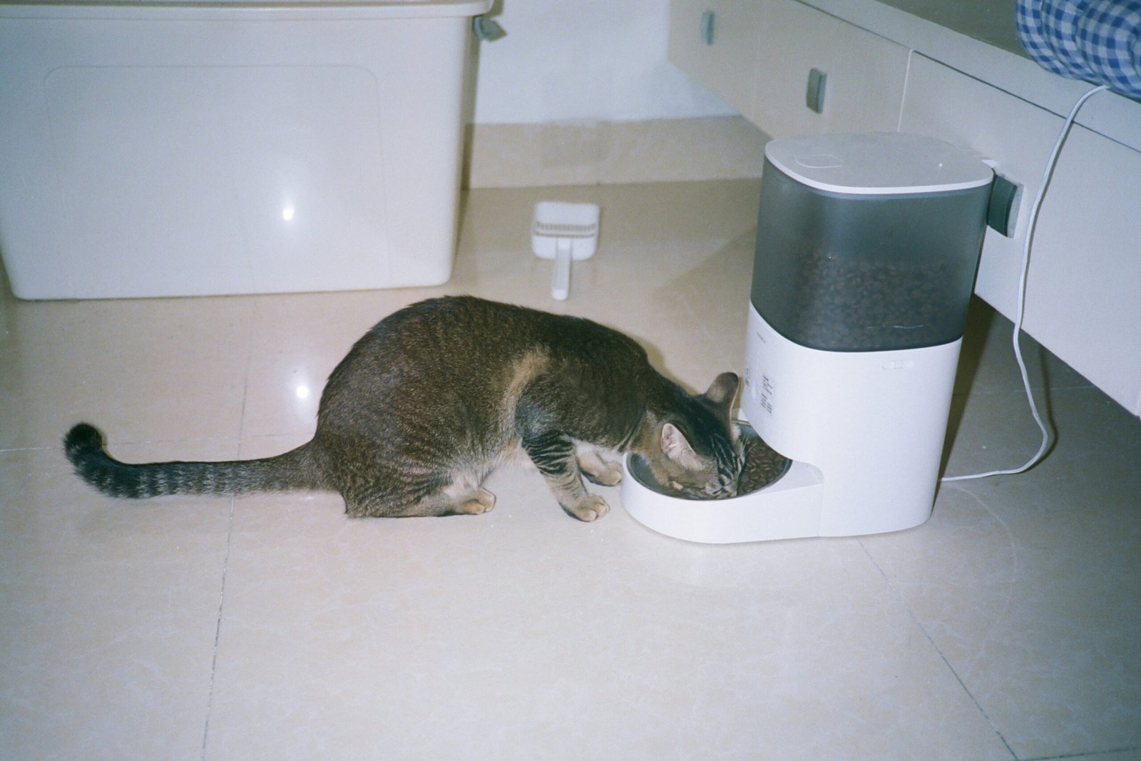 You are currently viewing How Much to Feed a Cat Per Day: By Weight, Age and Food Type