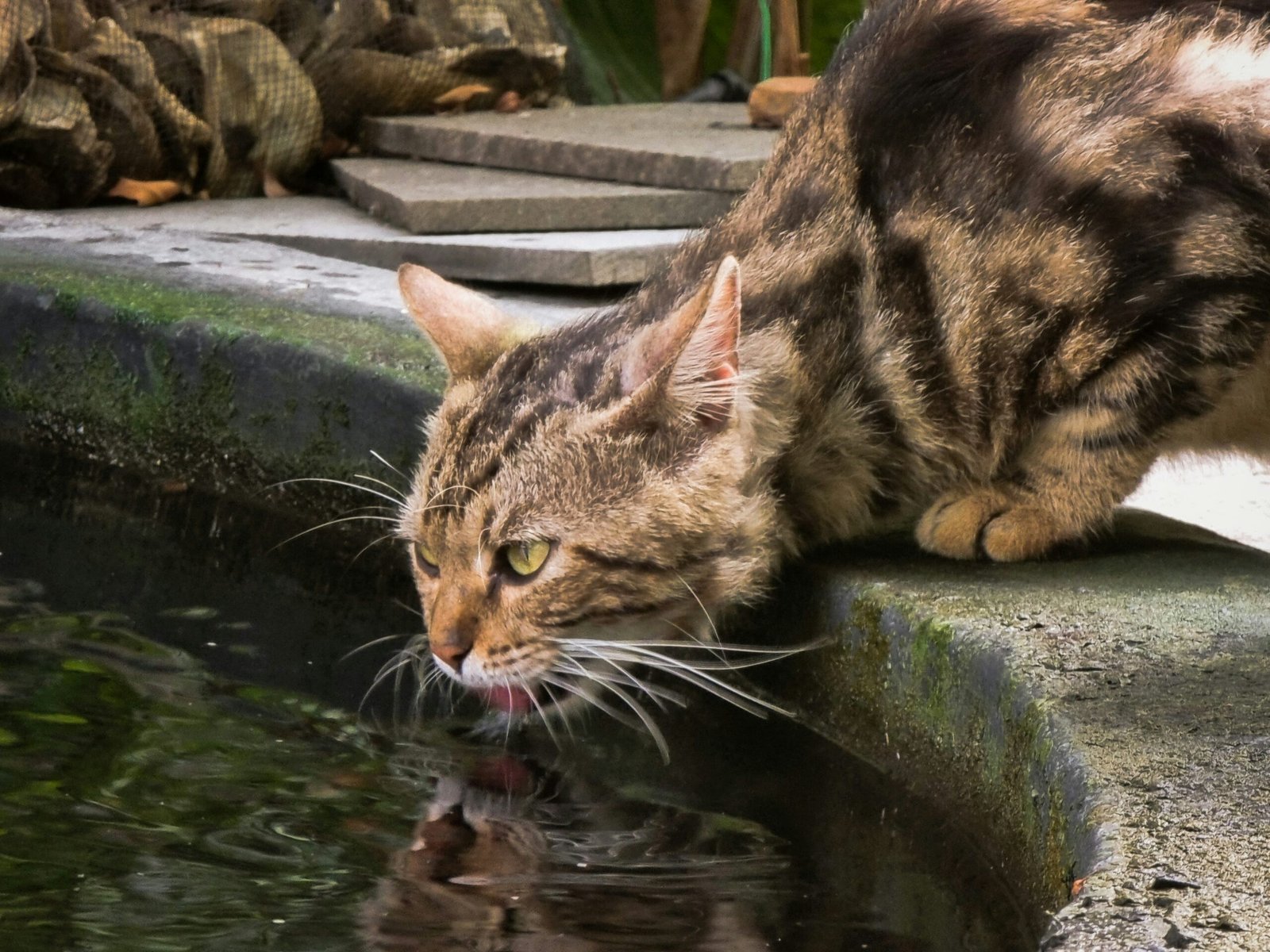 cat drinking more water than usual