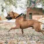 Dog Pulling on Leash: Why It Happens and How to Stop It