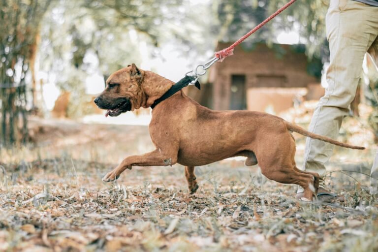 Dog Pulling on Leash: Why It Happens and How to Stop It