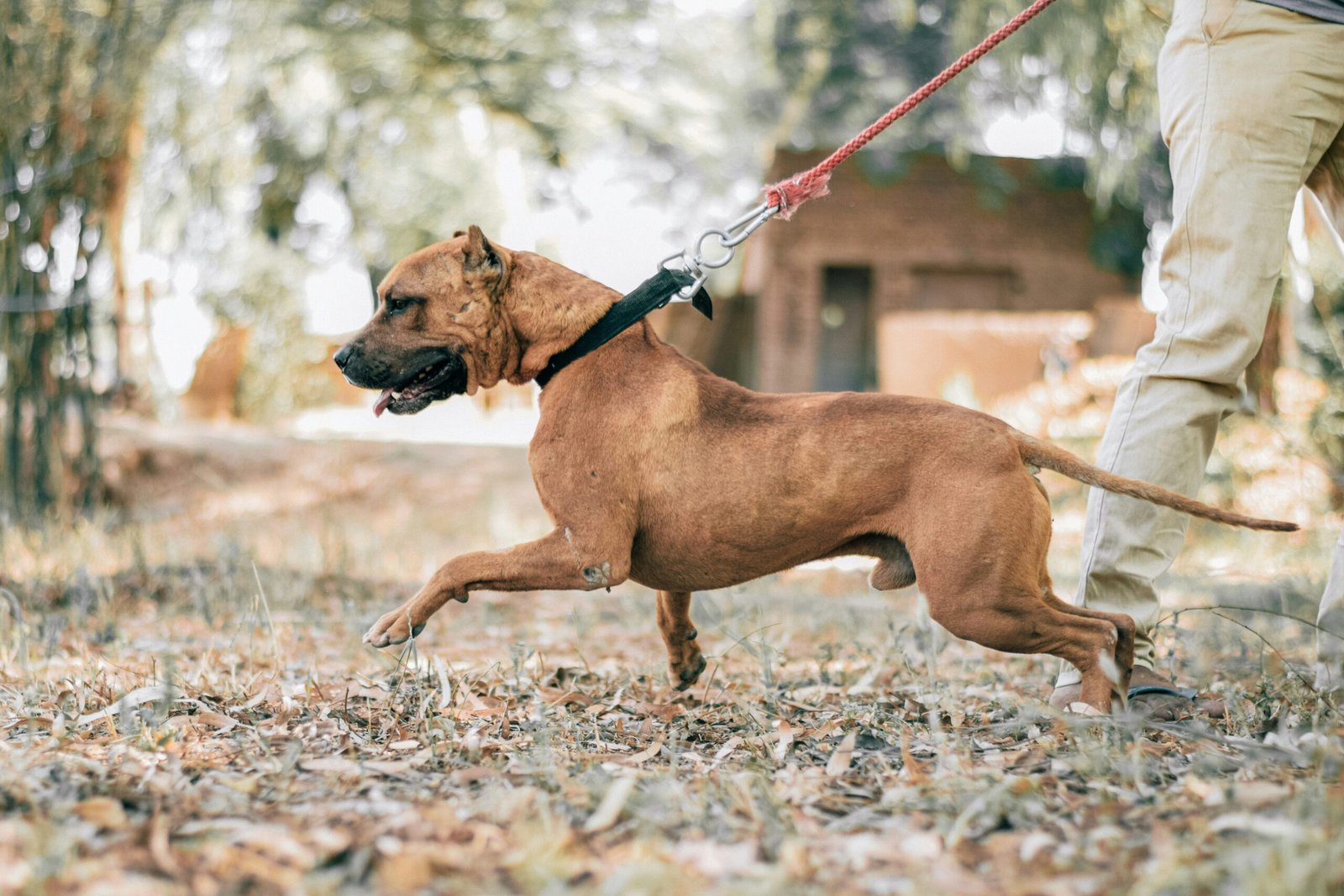 You are currently viewing Dog Pulling on Leash: Why It Happens and How to Stop It