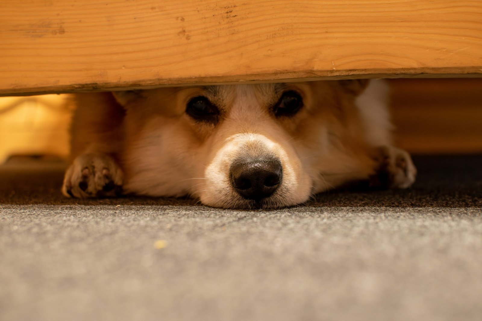 best dog anxiety supplements